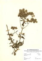 藏品(臺灣澤蘭)的圖片